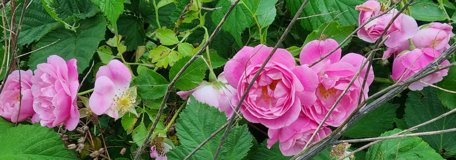Rose am Wegesrand